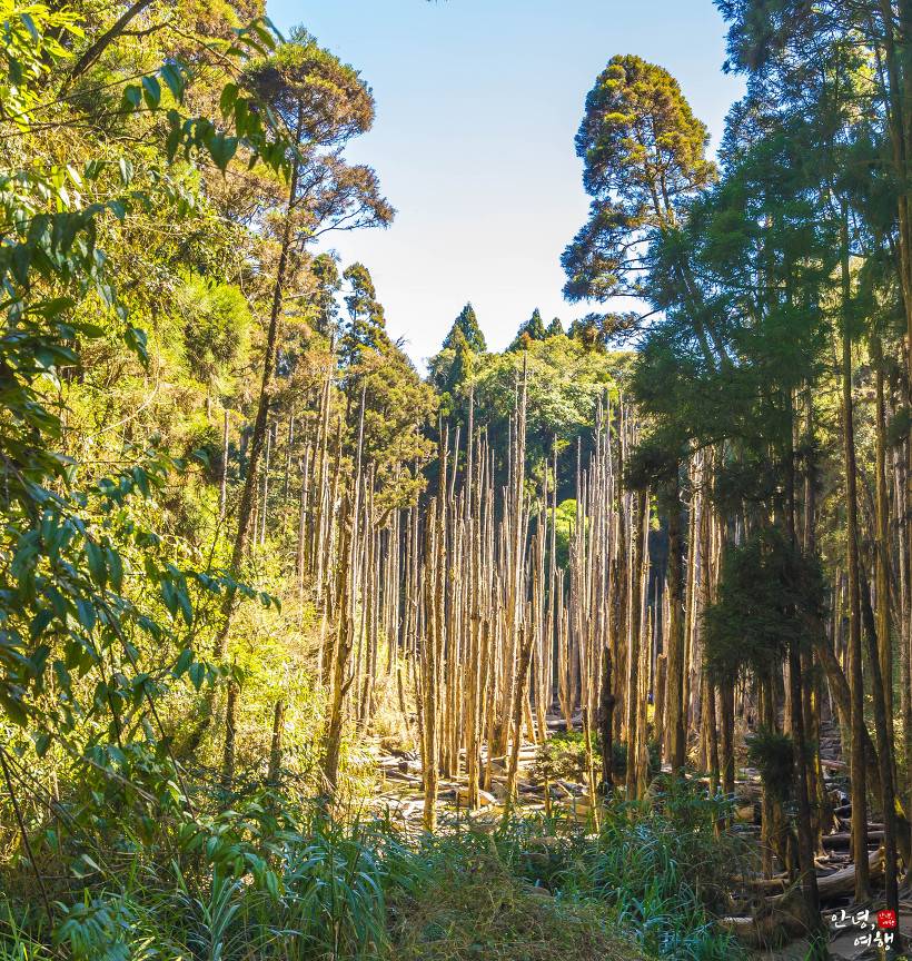 타이중 근교 시터우에 위치한 망우삼림(忘憂森林) 소개 (가는법, 위치, 시간표 등)
